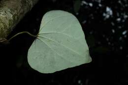 Image of Aristolochia amara (Aublet) O. Poncy