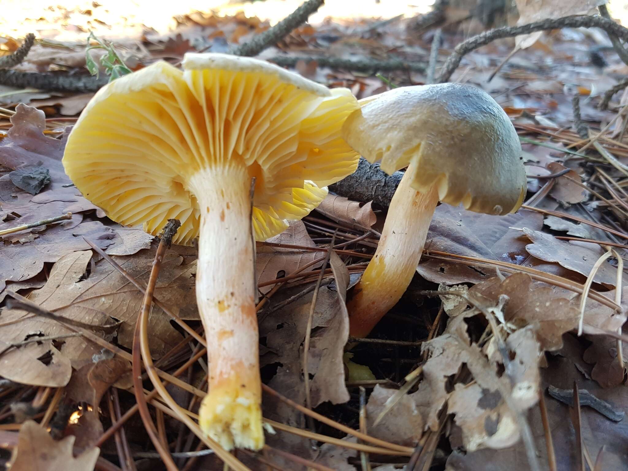 Слика од Hygrophorus hypothejus (Fr.) Fr. 1838