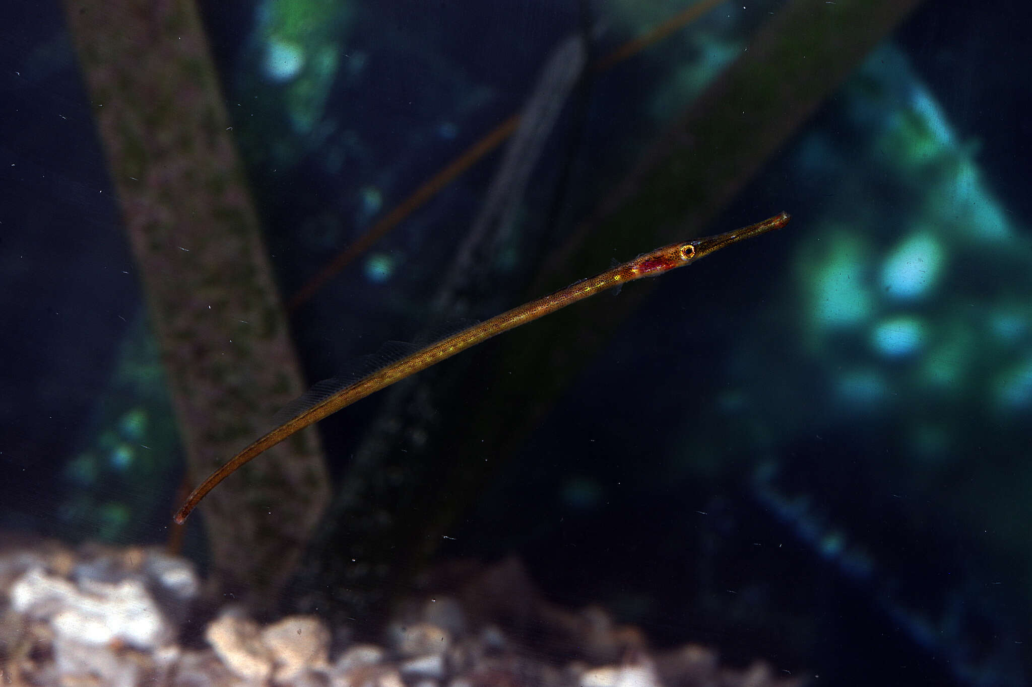 Image of Gulf pipefish