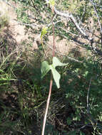 Image of Trans-Pecos morning-glory