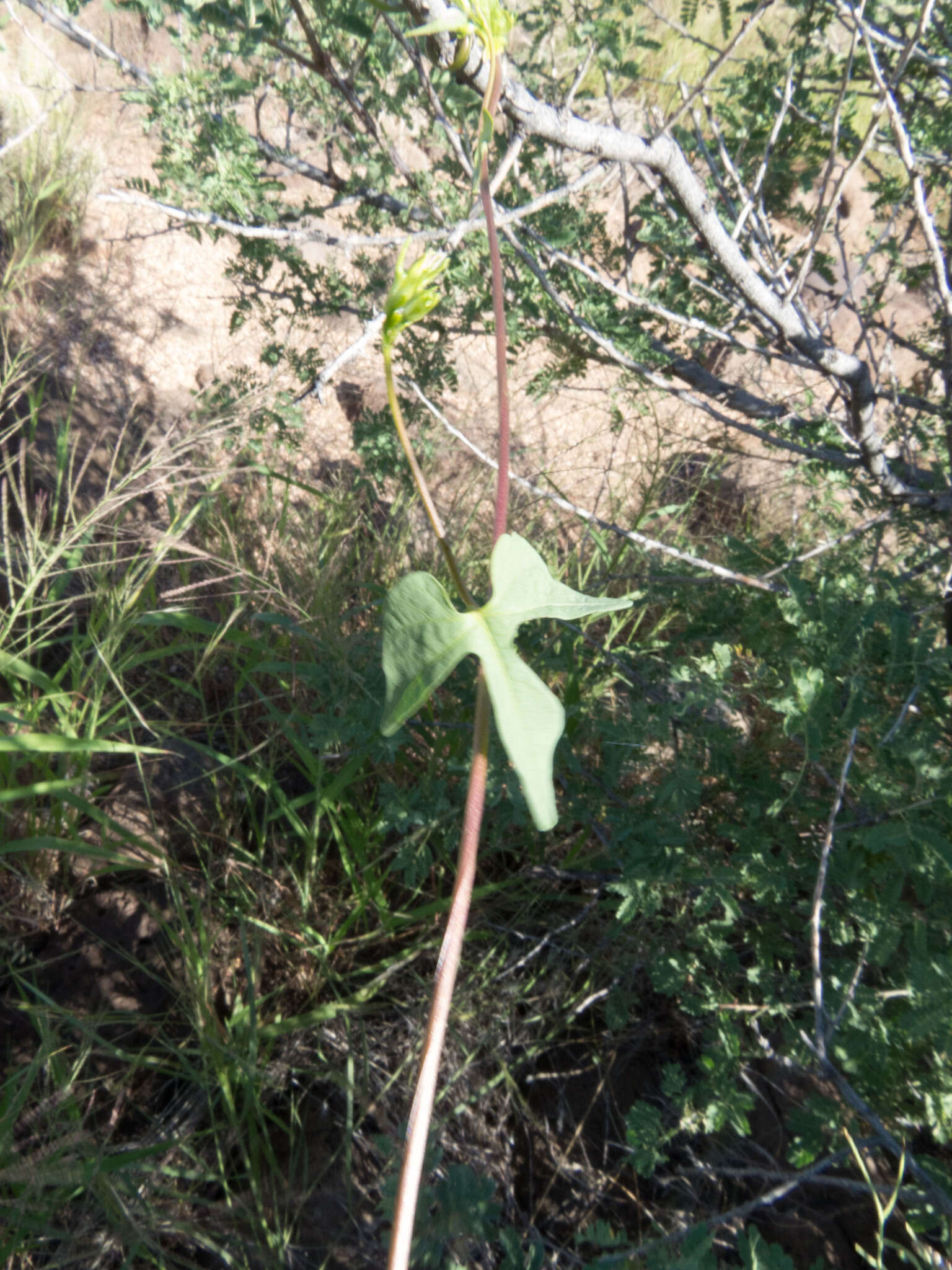 Слика од Ipomoea cristulata Hall. fil.