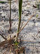 Image of Austrostipa macalpinei (Reader) S. W. L. Jacobs & J. Everett