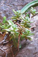 Image of Echeveria pulvinata Rose