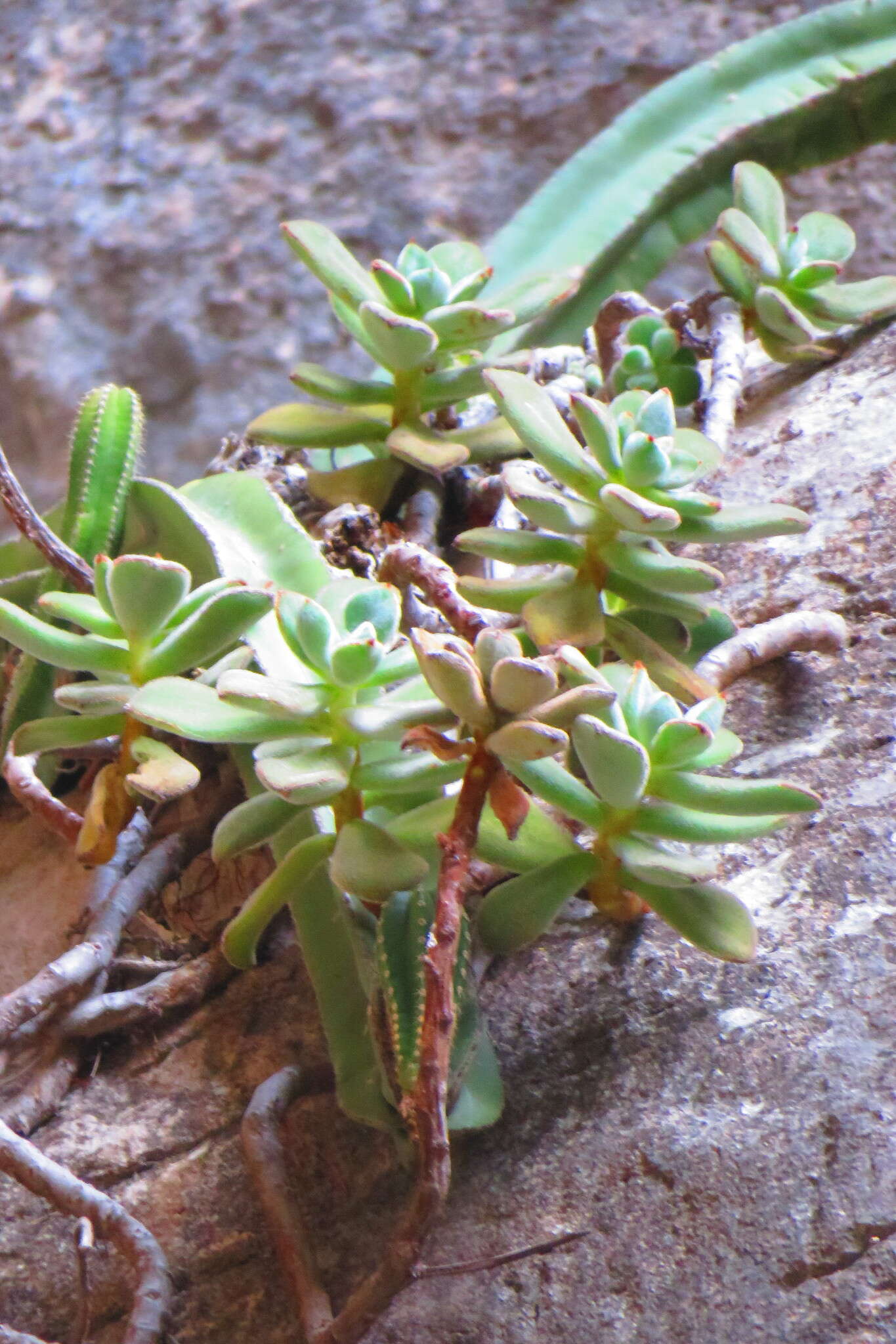 Image of Echeveria pulvinata Rose