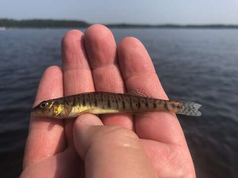 Image of Logperch