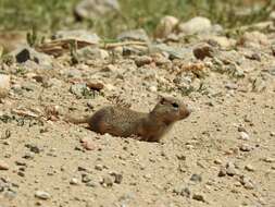 Image of Wyoming ground squirrel