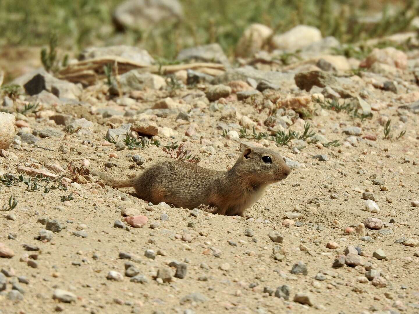 Plancia ëd Urocitellus elegans (Kennicott 1863)