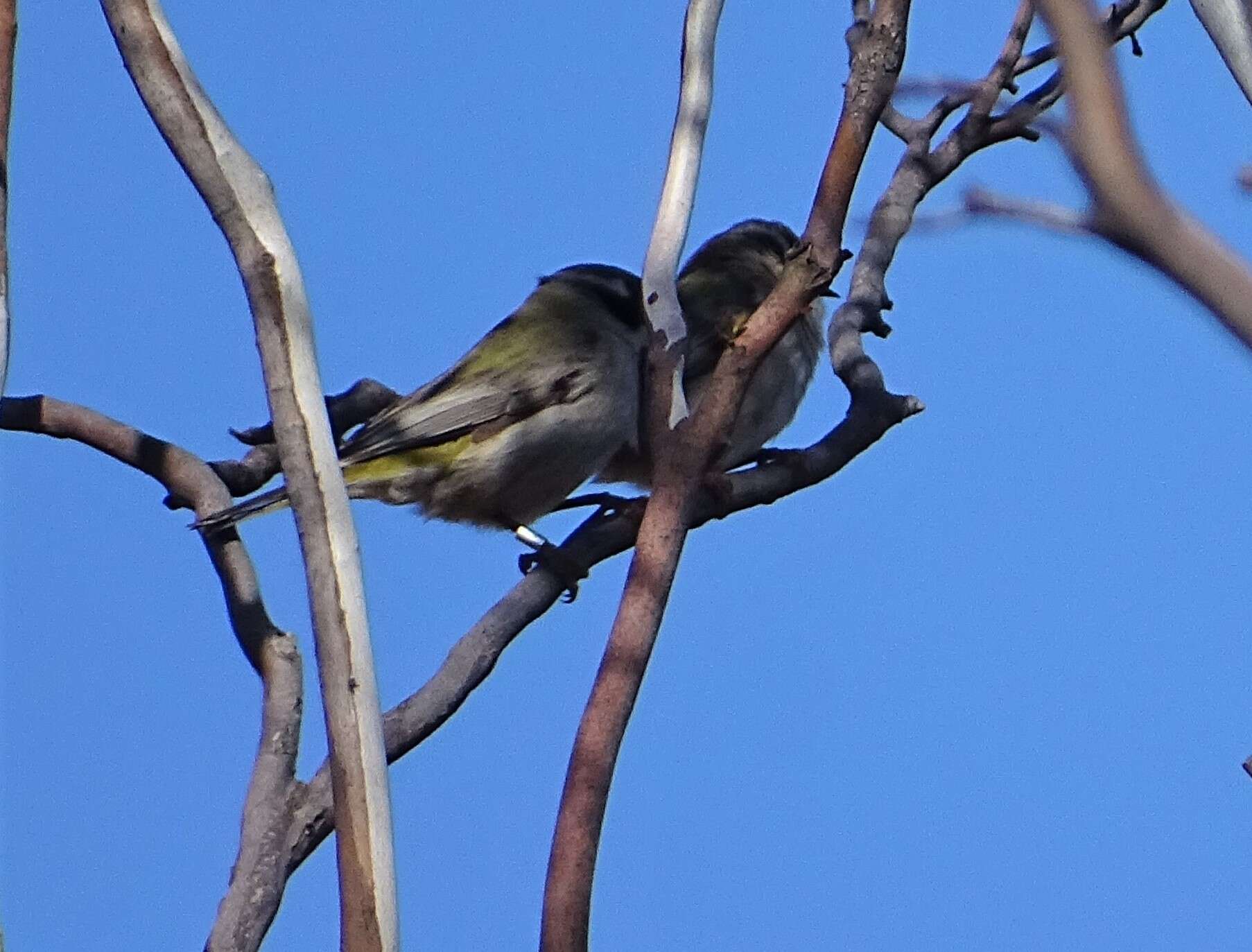 صورة Melithreptus brevirostris pallidiceps Mathews 1912