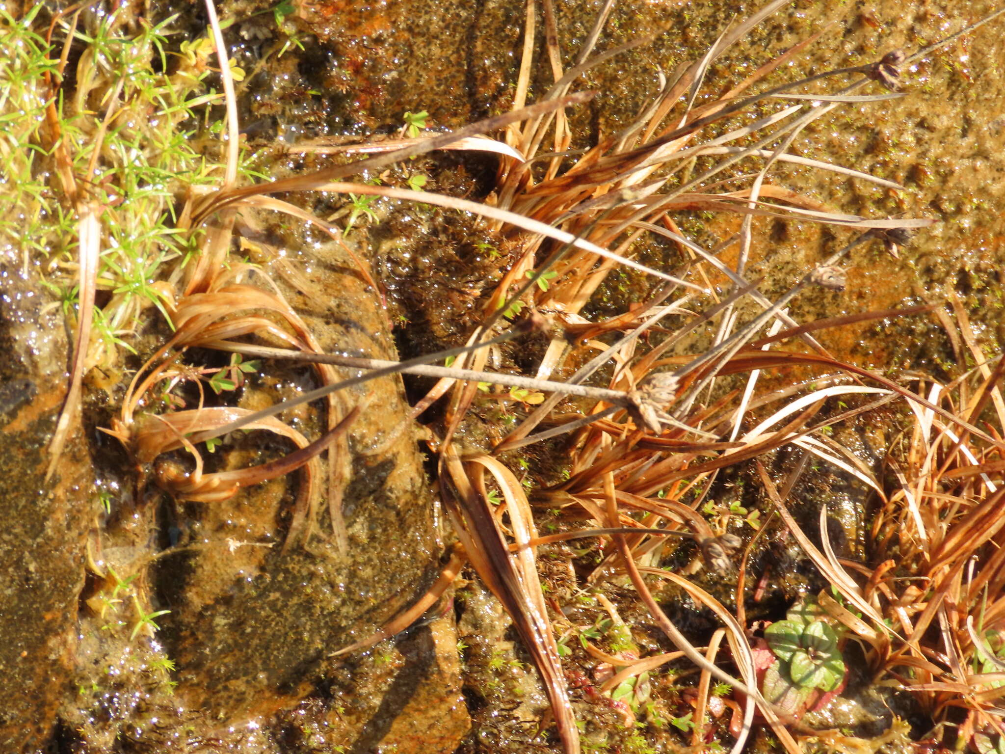 Image of Sickle-Leaf Rush