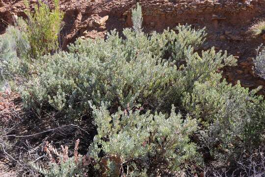 Image of Protea sulphurea Phillips