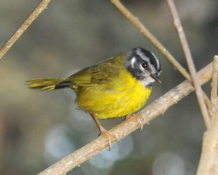 Image of Santa Marta Warbler