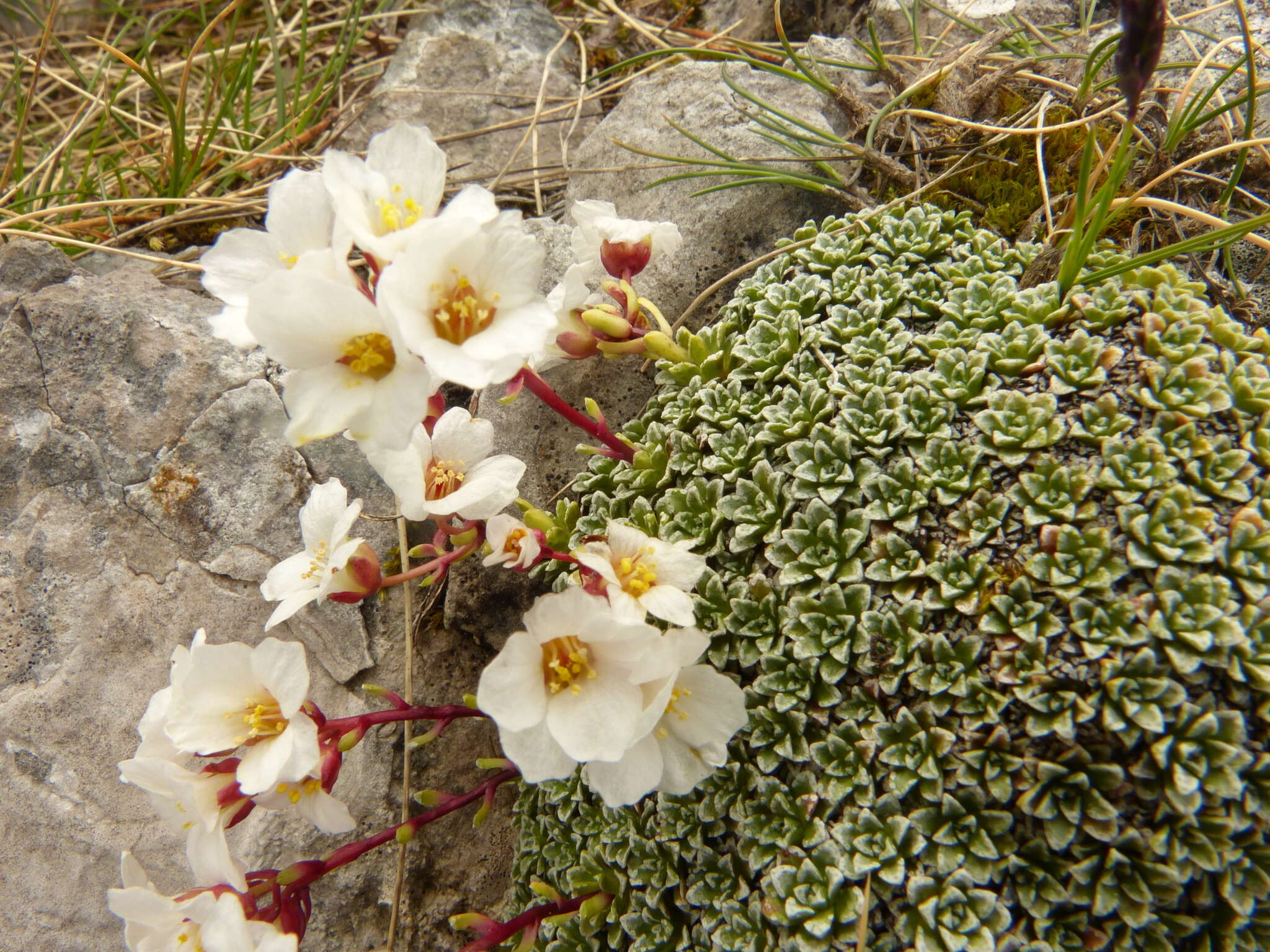 Image of Saxifraga marginata Sternb.