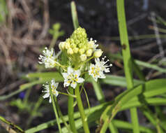 Image of meadow death camas