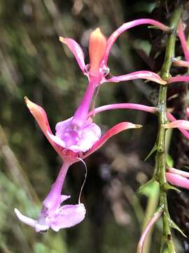 Image of Epidendrum capricornu Kraenzl.