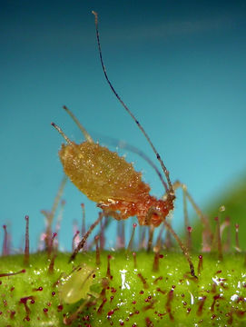 Image of <i>Corylobium avellanae</i> (Schrank 1801)