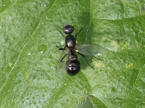 Nemopoda nitidula (Fallen 1820)的圖片