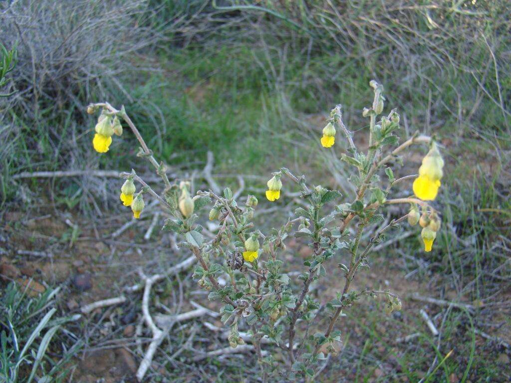 Image of Hermannia cuneifolia var. cuneifolia