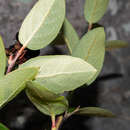 Image of Gaultheria glaucifolia var. rosei (Small) Luteyn