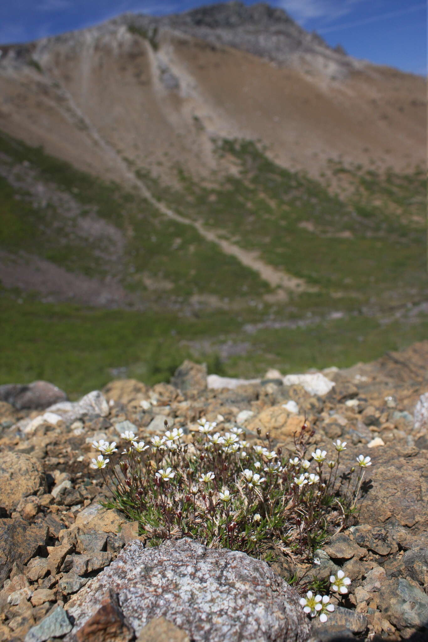 Sivun Cherleria marcescens (Fernald) A. J. Moore & Dillenb. kuva