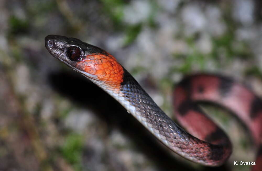 صورة Siphlophis compressus (Daudin 1803)