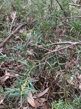 Image of Podocarpus spinulosus (Sm.) R. Br. ex Mirb.