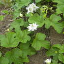 Imagem de Passiflora foetida var. moritziana (Planch.) Killip ex Pulle