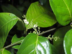 Image of Chiococca nitida Benth.