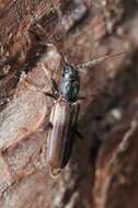 Image of Brown spruce longhorn beetle