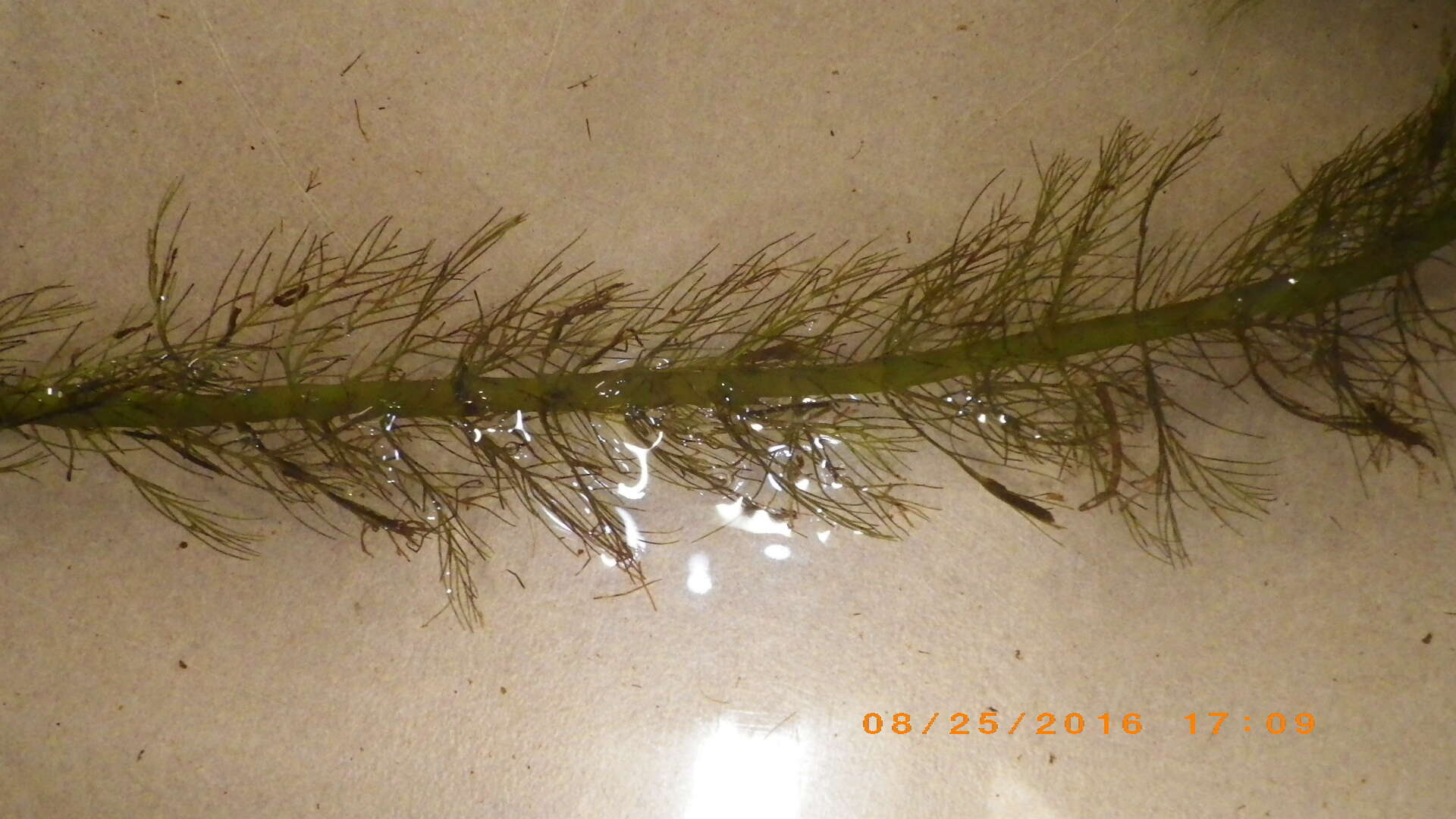 Image of twoleaf watermilfoil