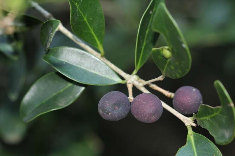 Image of Noronhia foveolata (E. Mey.) Hong-Wa & Besnard