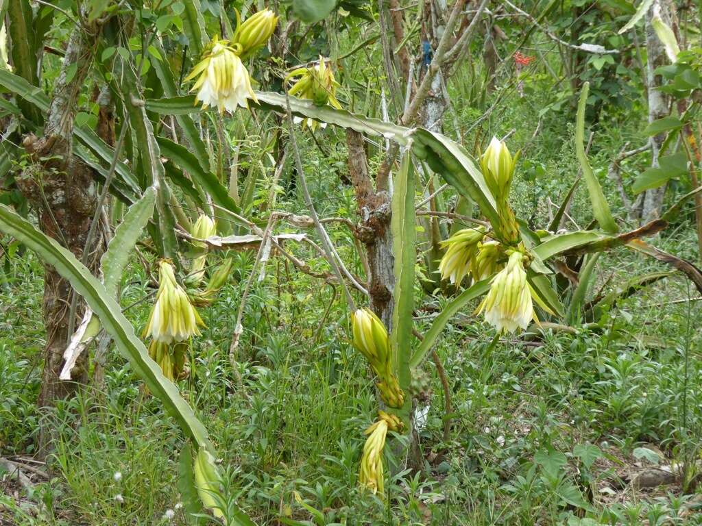 Image de Hylocereus megalanthus (K. Schum. ex Vaupel) Ralf Bauer