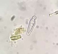 Imagem de Bacillariophyta