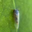 Image of Blue gum psyllid