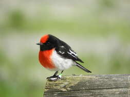 Image of Red-capped Robin