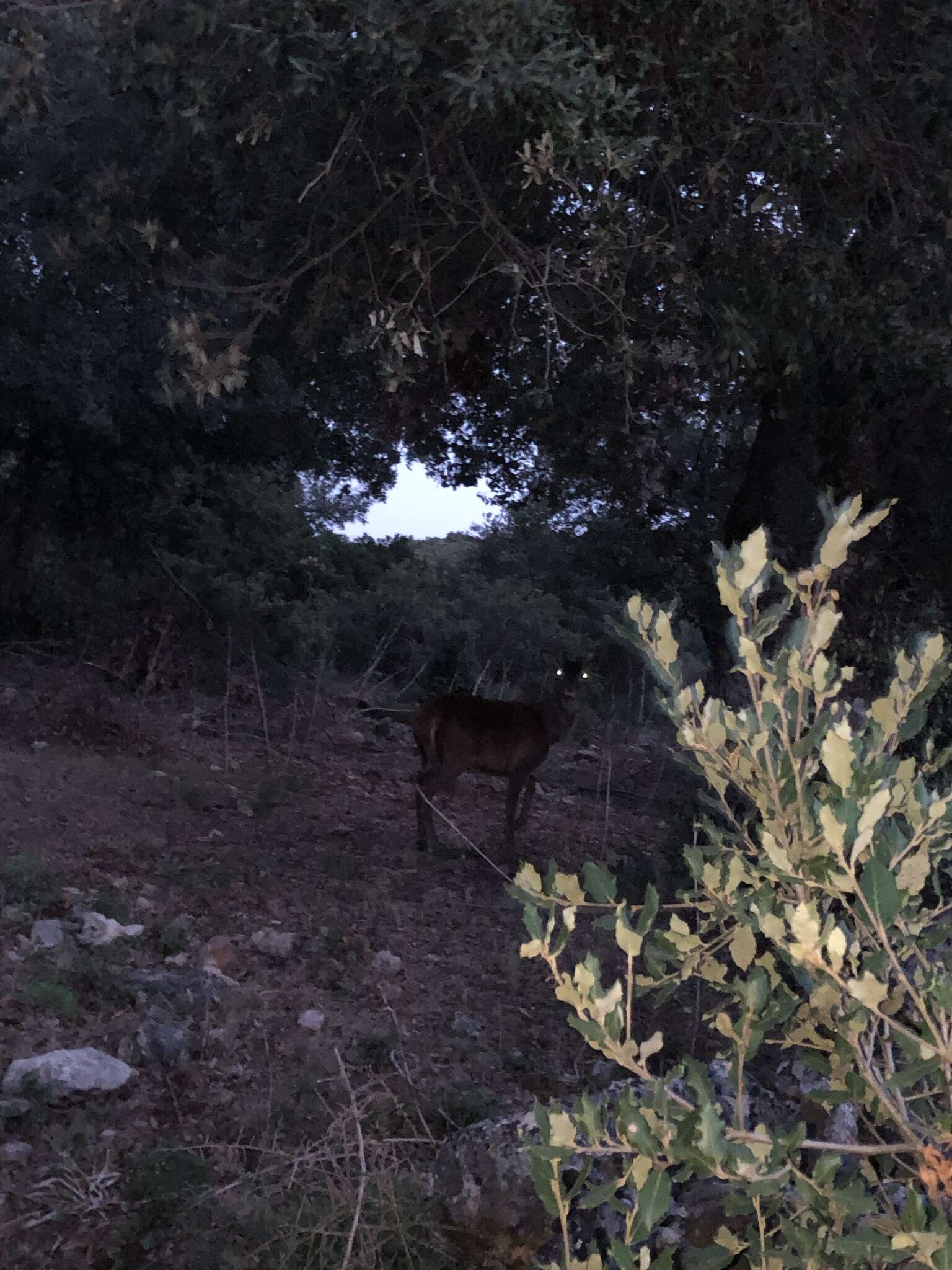 Image of Corsican red deer