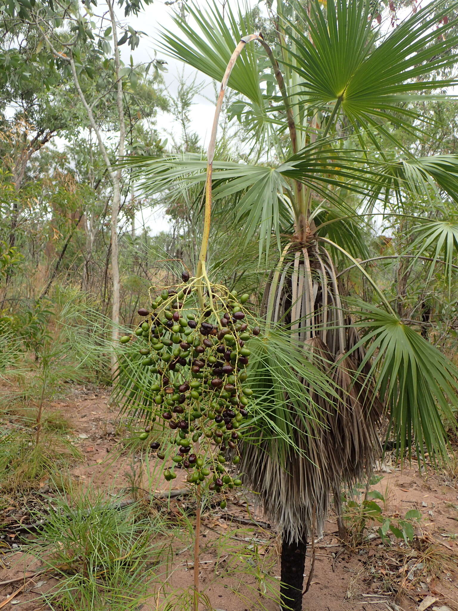 Image de Livistona humilis R. Br.