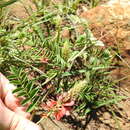 Image of Indigofera oxytropis Harv.