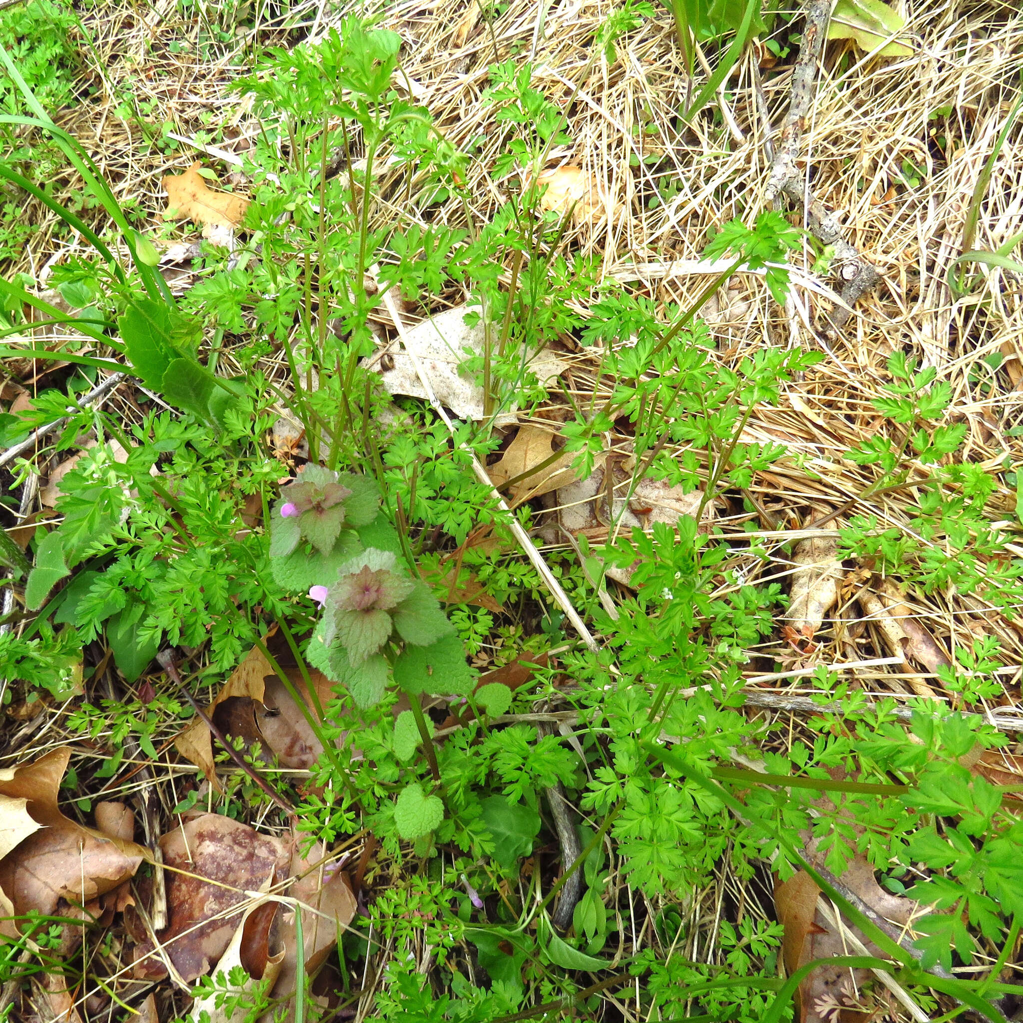 Image of spreading chervil