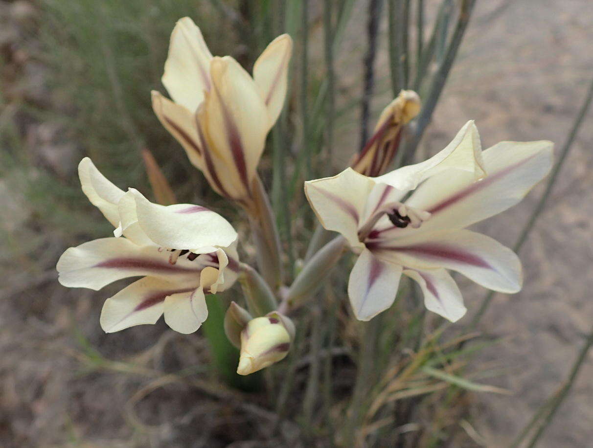 Image de Gladiolus floribundus Jacq.