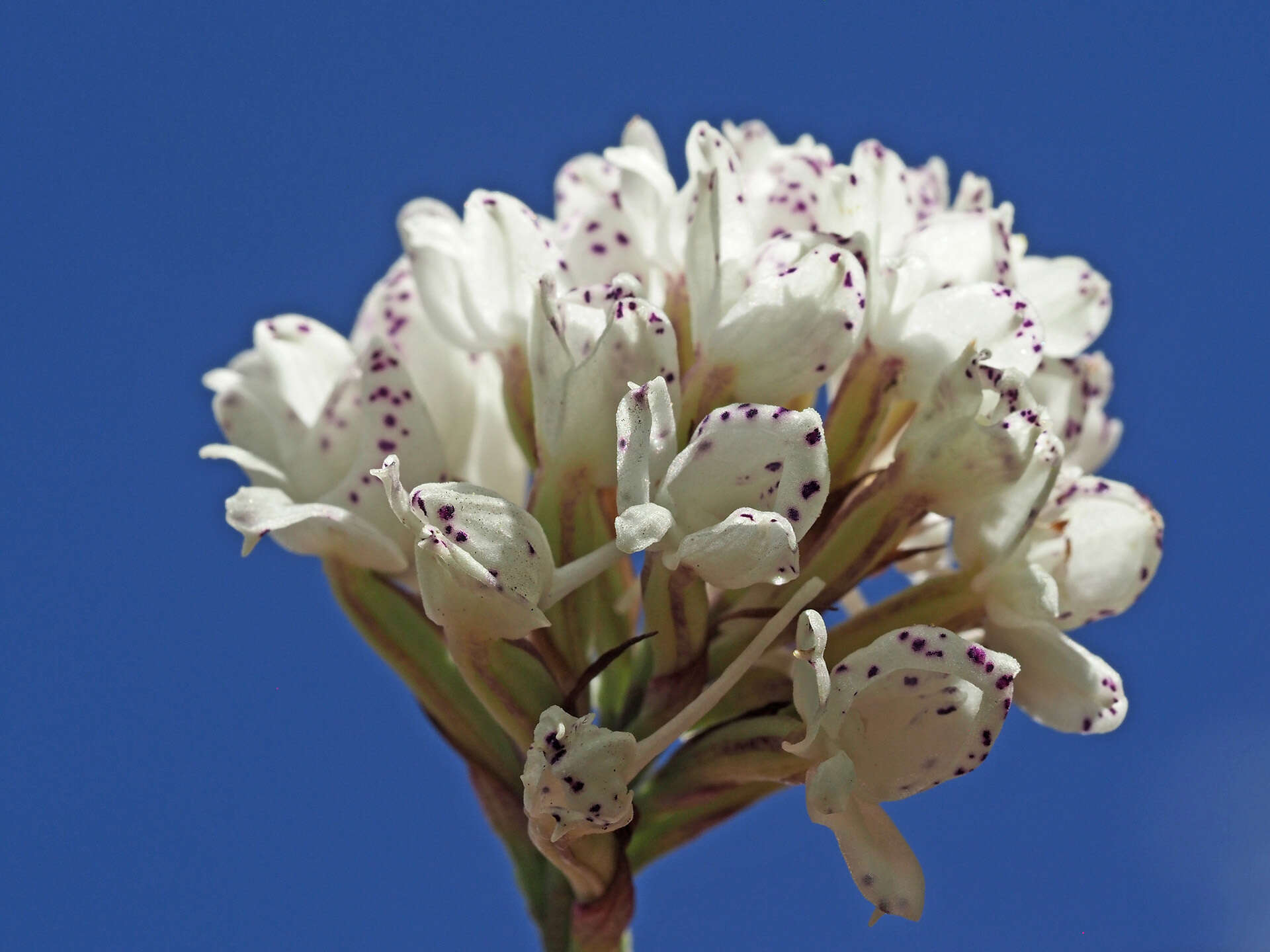 Image of Disa cephalotes subsp. cephalotes