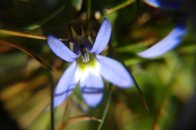 Sivun Lobelia galpinii Schltr. kuva