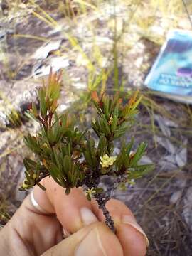 Image of Pseudanthus orientalis F. Muell.