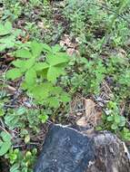 Image of Aquilegia parviflora Ledeb.