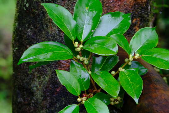 Image of Ficus colubrinae Standl.