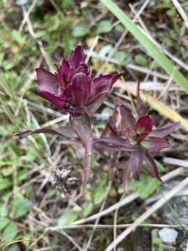 Image of Castilleja arctica Krylov & Sergievsk.