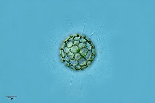 Image of <i>Clathrulina elegans</i>