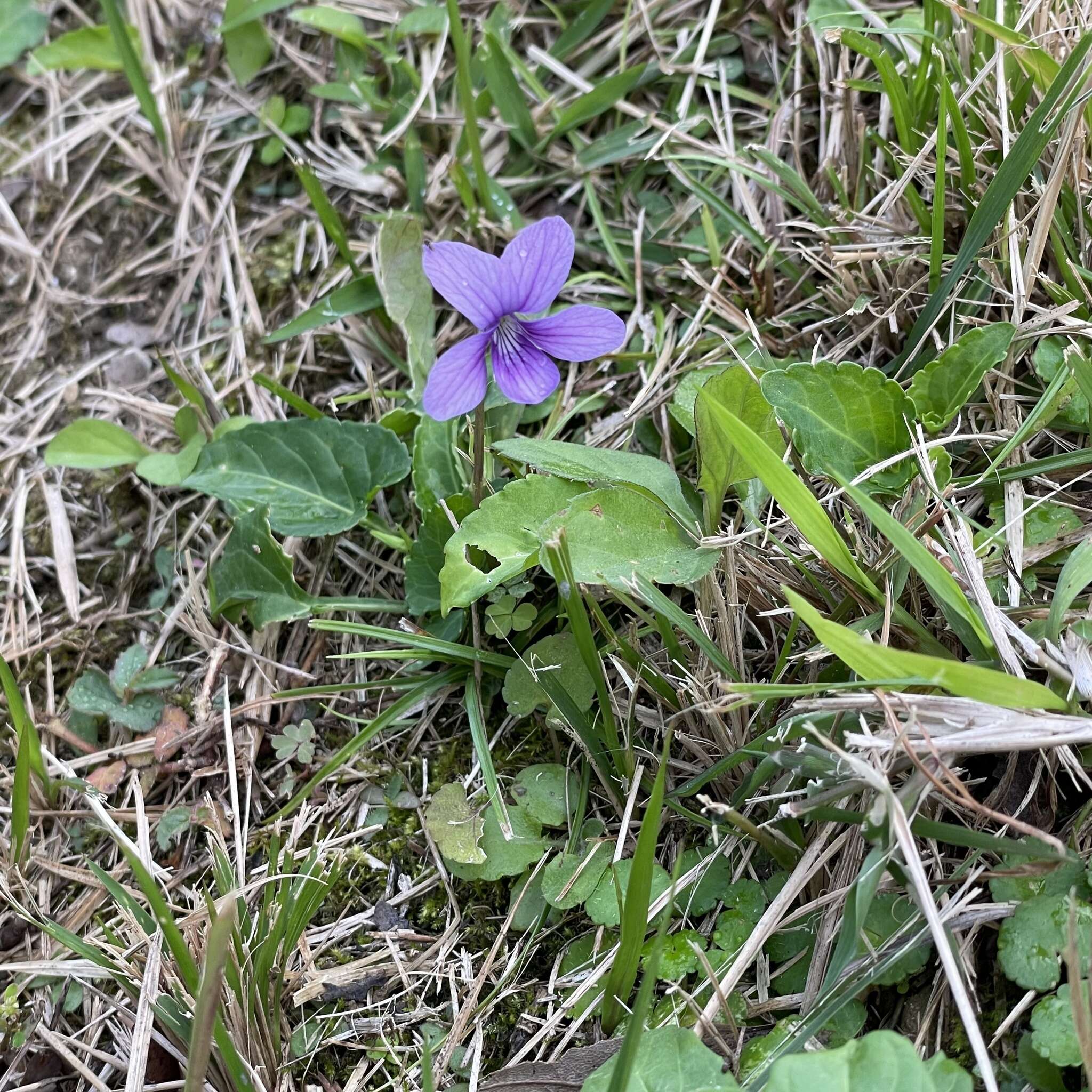 Image of Viola philippica var. pseudojaponica (Nakai) Y. S. Chen
