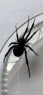 Latrodectus mirabilis (Holmberg 1876)的圖片