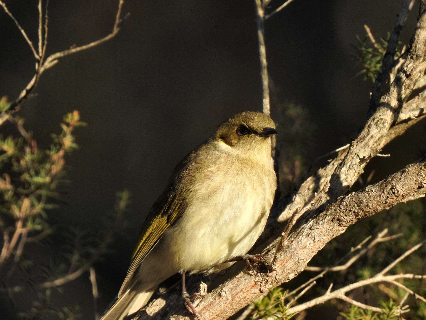 Imagem de Ptilotula fusca (Gould 1837)