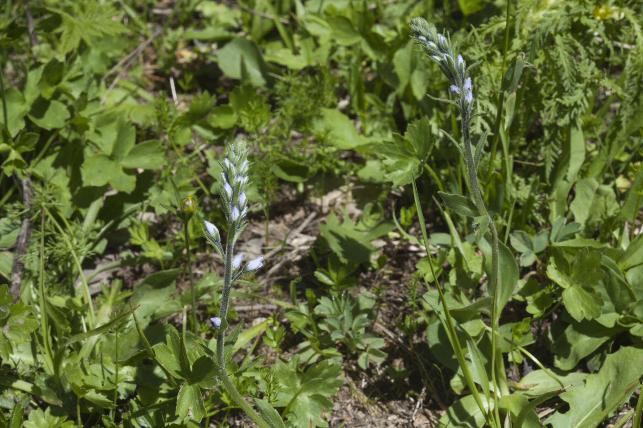 Image of Veronica gentianoides Vahl